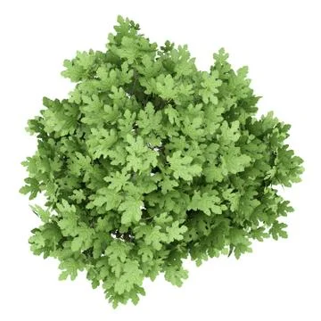 Common fig tree isolated on white background. top view. 3d illustration Illustrazione stock