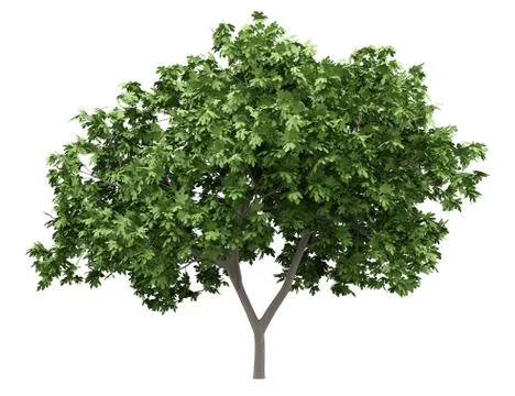 Common fig tree isolated on white background. 3d illustration Stock Illustration