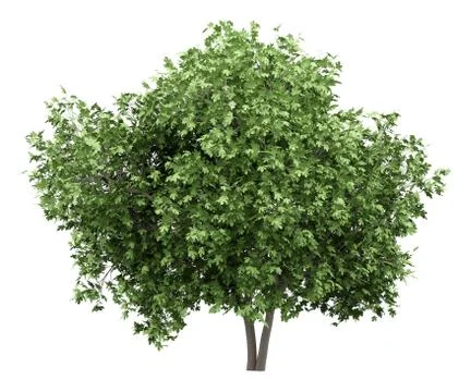 Common fig tree isolated on white background. 3d illustration Illustrazione stock