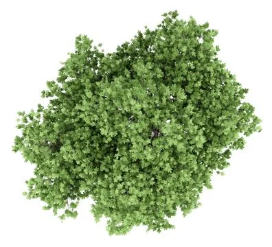 Common fig tree isolated on white background. top view. 3d illustration Stock Illustration