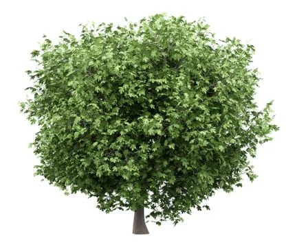 Common fig tree isolated on white background. 3d illustration Stock Illustration