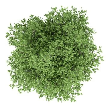 Common fig tree isolated on white background. top view. 3d illustration Stock Illustration