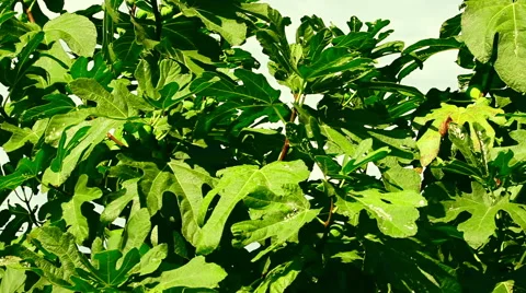 A common fig tree or Ficus carica with unripe fruits under large green leaves Stock Footage 65997317