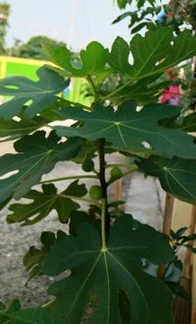 Common fig tree Foto stock