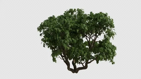 Common Fig Tree Swaying in Wind Loop Animation with Alpha Channel Stock Footage 346277283