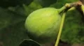 Common Figs, Exotic Fruit, Red Beetle around HD Footage