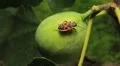 Common Figs, Exotic Fruit, Red Beetle around HD Footage