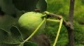 Common Figs, Exotic Fruit, Red Beetle around HD Footage