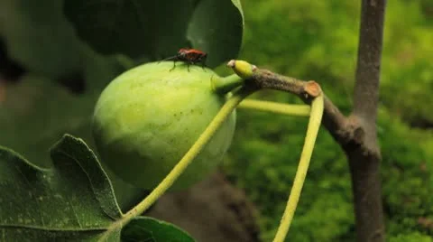 Common Figs, Exotic Fruit, Red Beetle around Vídeo Stock 8945566