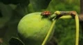 Common Figs, Exotic Fruit, Red Beetle around HD Footage