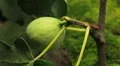 Common Figs, Exotic Fruit, Red Beetle around HD Footage