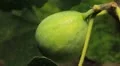 Common Figs, Exotic Fruit, Red Beetle around HD Footage