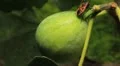 Common Figs, Exotic Fruit, Red Beetle around HD Footage