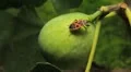 Common Figs, Exotic Fruit, Red Beetle around HD Footage