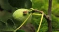 Common Figs, Exotic Fruit, Red Beetle around HD Footage