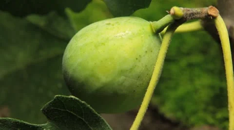 Common Figs, Exotic Fruit, Red Beetle around Stock Footage 8945676