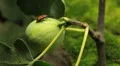 Common Figs, Exotic Fruit, Red Beetle around HD Footage