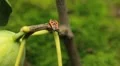 Common Figs, Exotic Fruit, Red Beetle around HD Footage