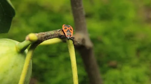 Common Figs, Exotic Fruit, Red Beetle around 库存影片 8945727