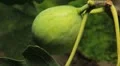 Common Figs, Exotic Fruit, Red Beetle around HD Footage