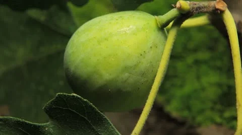 Common Figs, Exotic Fruit, Red Beetle around Stockbeeldmateriaal 8945740