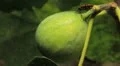 Common Figs, Exotic Fruit, Red Beetle around HD Footage