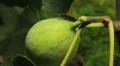 Common Figs, Exotic Fruit, Red Beetle around HD Footage