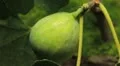 Common Figs, Exotic Fruit, Red Beetle around HD Footage