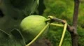 Common Figs, Exotic Fruit, Red Beetle around HD Footage