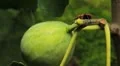 Common Figs, Exotic Fruit, Red Beetle around HD Footage