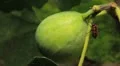 Common Figs, Exotic Fruit, Red Beetle around HD Footage