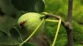 Common Figs, Exotic Fruit, Red Beetle around HD Footage