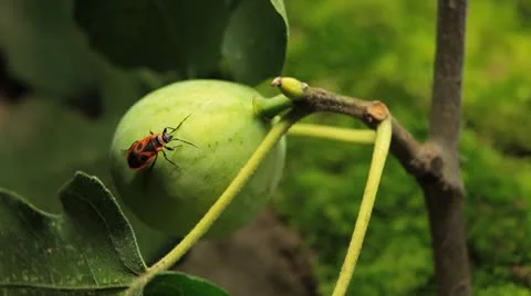 Common Figs, Exotic Fruit, Red Beetle around Vidéo 8945827