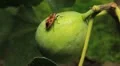Common Figs, Exotic Fruit, Red Beetle around HD Footage