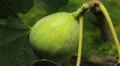 Common Figs, Exotic Fruit, Red Beetle around HD Footage
