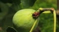Common Figs, Exotic Fruit, Red Beetle around HD Footage
