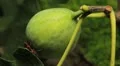 Common Figs, Exotic Fruit, Red Beetle around HD Footage