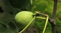 Common Figs, Exotic Fruit, Red Beetle around HD Footage