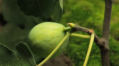 Common Figs, Exotic Fruit, Red Beetle around Stock Footage