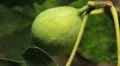 Common Figs, Exotic Fruit, Red Beetle around HD Footage