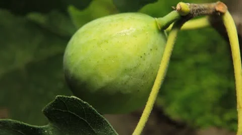 Common Figs, Exotic Fruit, Red Beetle around Stock Footage 8946029