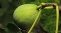 Common Figs, Exotic Fruit, Red Beetle around HD Footage