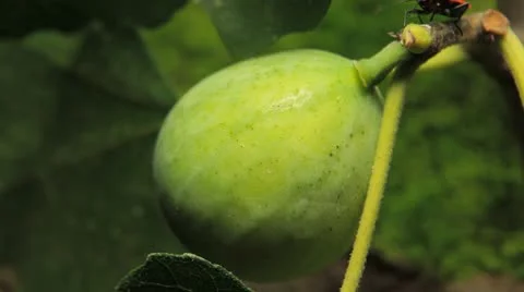 Common Figs, Exotic Fruit, Red Beetle around Stock Footage 8946073