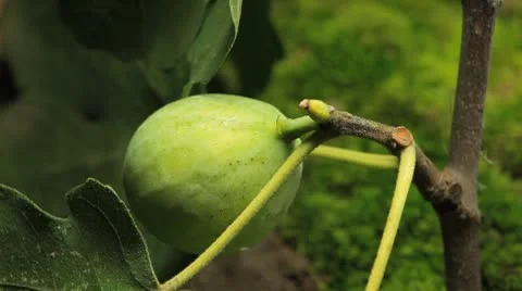 Common Figs, Exotic Fruit, Red Beetle around Stock-Footage 8946094
