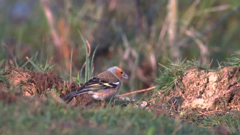 Common finch Stock Footage 225466143