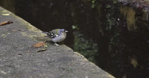 A common finch jumps on a low wall, 4K slomo Stock Footage 249765098