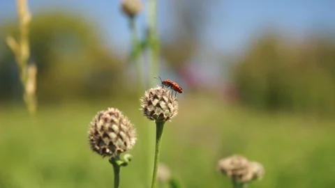A common fire bug on a bud at a bush Stock Footage 116466138