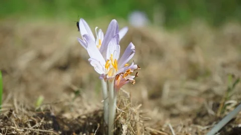 A common fire bug on a crocus in a meadow 2 Stock Footage 116466087