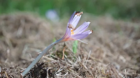 A common fire bug on a crocus in a meadow Stock Footage 116466252