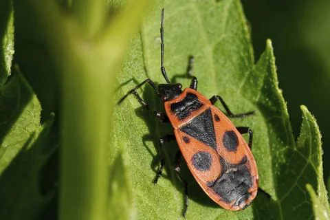 Common fire bug 스톡 사진